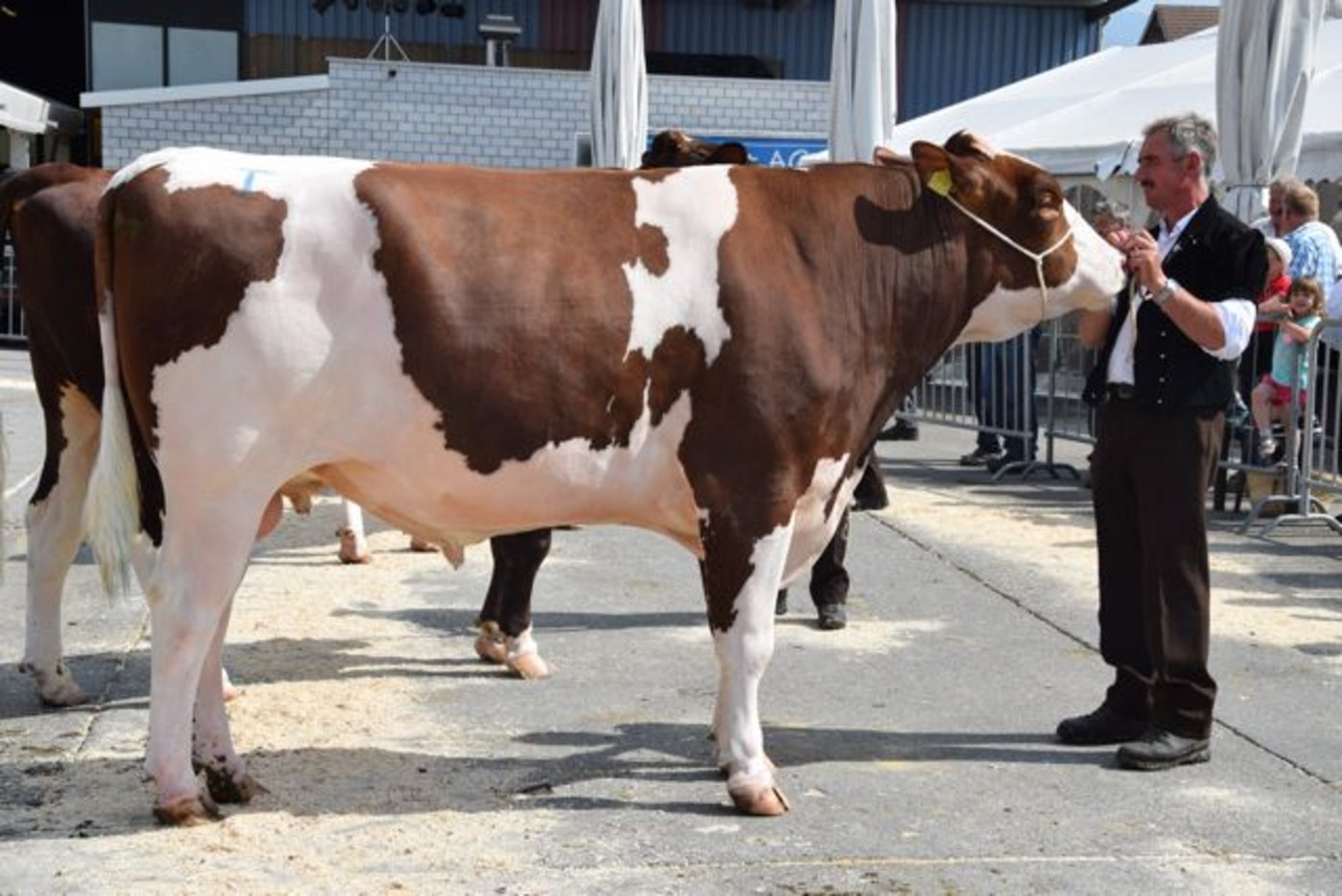 Mister RH: Mit seiner Kapazität und der top oberen Linie holte sich Schuwey Classic Iceman von Peter Steffen aus Kirchlindach BE den Championtitel.