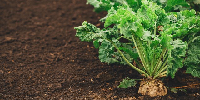 Die Zuckerrübenbauern hatten in den vergangenen Jahren mit sehr vielen Herausforderungen zu kämpfen. Die Branche arbeitet daran, den Anbau wieder attraktiver zu gestalten. (Bild Igor Stevanovic)
