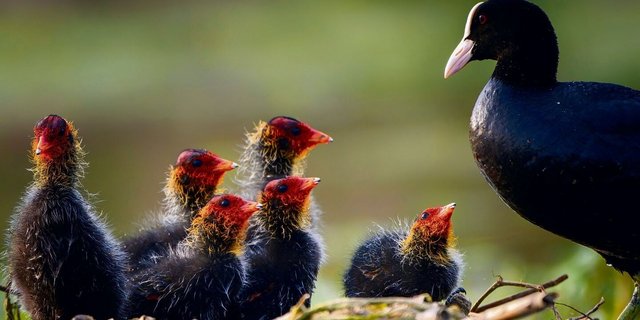 Die auffällige Färbung der Blässhuhnküken animiert die Eltern zum Füttern – und vermeidet Verwechslungen.