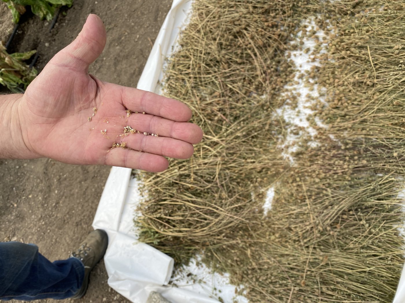 Der richtige Zeitpunkt der Entnahme ist zentral, dass möglichst viele Samen gewonnen werden können. 