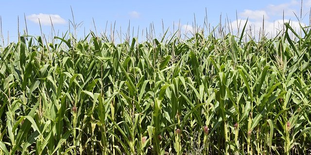 Es ist besser, sich frühzeitig auf eine Anbaubeschränkung einzustellen. (Bild Pixabay)