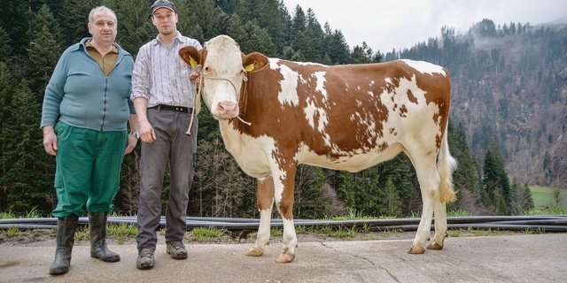 Walter Wicki und Hofnachfolger und Jungzüchter Stefan Wicki mit Rind Senta. Mit der Swat-Tochter geht es dieses Wochenende nach Thun an die 10. SF-Schau. 