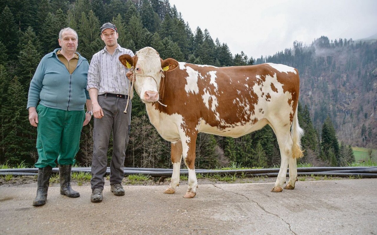 Walter Wicki und Hofnachfolger und Jungzüchter Stefan Wicki mit Rind Senta. Mit der Swat-Tochter geht es dieses Wochenende nach Thun an die 10. SF-Schau. 