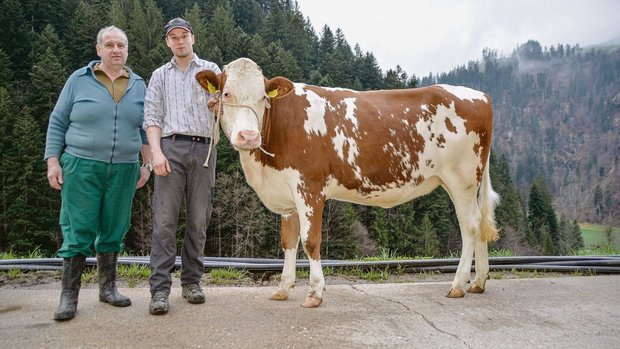 Walter Wicki und Hof Walter Wicki und Hofnachfolger und Jungzüchter Stefan Wicki mit Rind Senta. Mit der Swat-Tochter geht es dieses Wochenende nach Thun an die 10. SF-Schau.