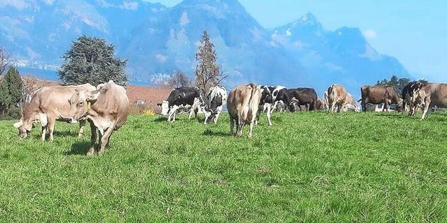 Zu Beginn der Weidesaison sollte der Bestand kurz sein und die Tiere sollen das Gefühl haben, eher zu wenig Futter vorzufinden. Bild: Marco Odermatt