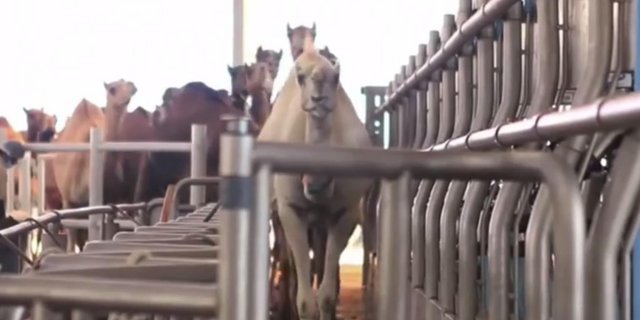 Die Wüstenköniginnen auf dem Weg in den Melkstand. (Bild Screenshot Facebook/Moocall)