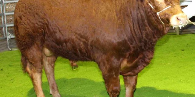 Der Limousin-Stier Lotus des Züchterehepaars Martin und Barbara Schütz in Walterswil BE löste den höchsten Preis an der Auktion. (Bild Hans Rüssli)
