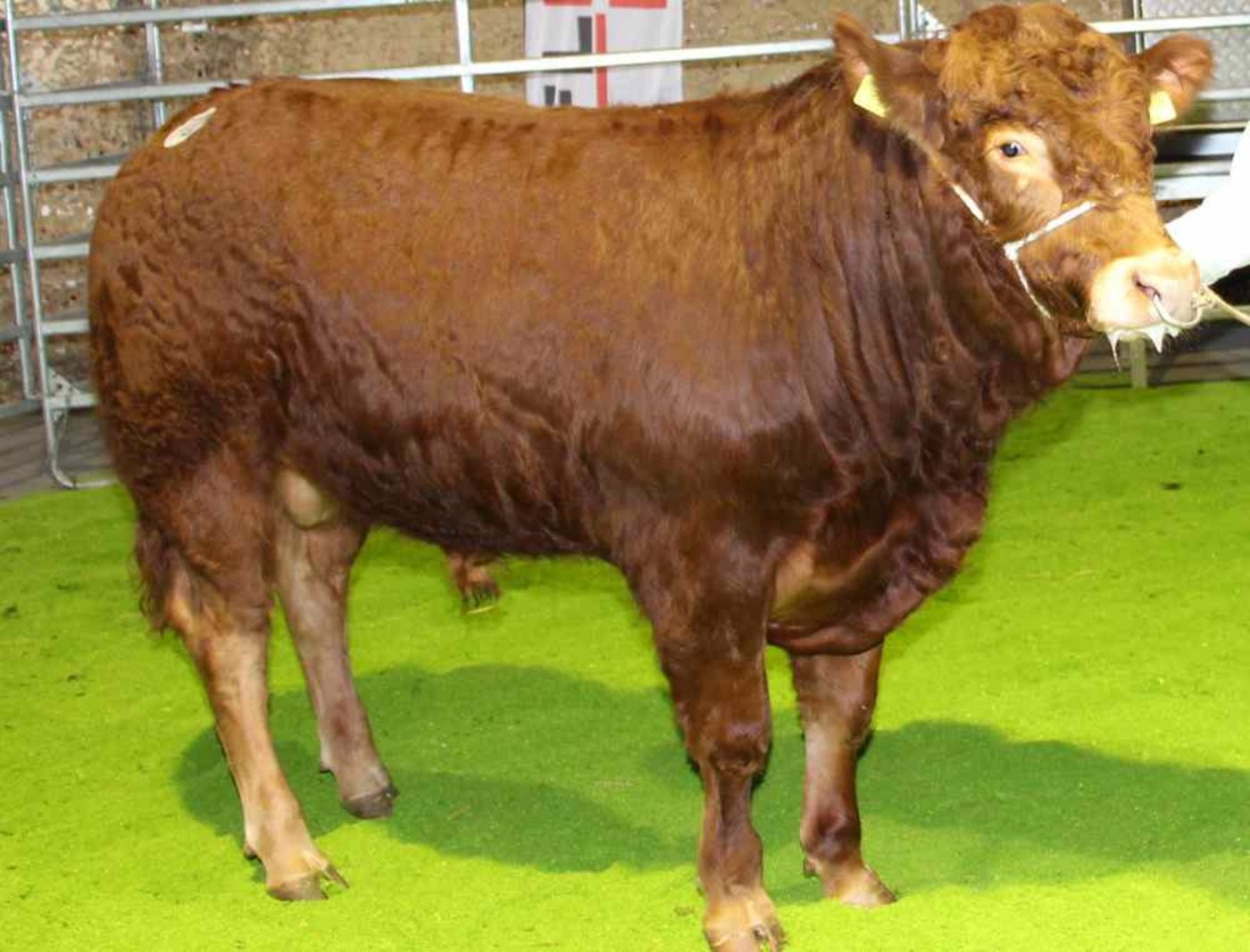 Der Limousin-Stier Lotus des Züchterehepaars Martin und Barbara Schütz in Walterswil BE löste den höchsten Preis an der Auktion. (Bild Hans Rüssli)