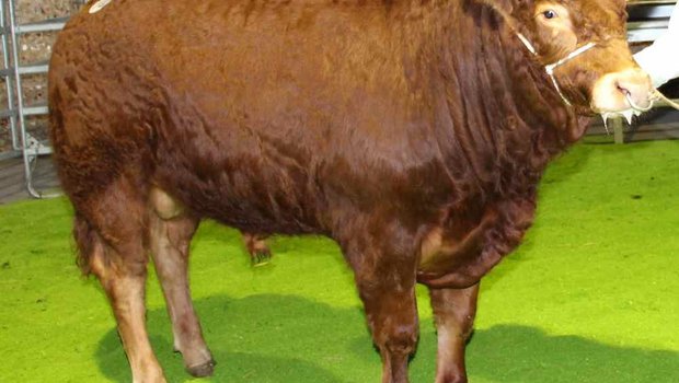 Der Limousin-Stier Lotus des Züchterehepaars Martin und Barbara Schütz in Walterswil BE löste den höchsten Preis an der Auktion. (Bild Hans Rüssli)