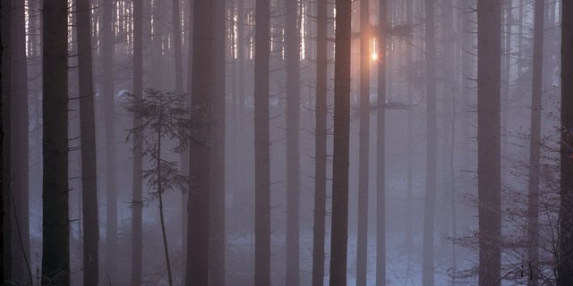 Viele Wälder in der Schweiz sind sehr dicht und dunkel, was lichtliebende Tier- und Pflanzenarten benachteiligt. (Bild Markus Bolliger / WSL)
