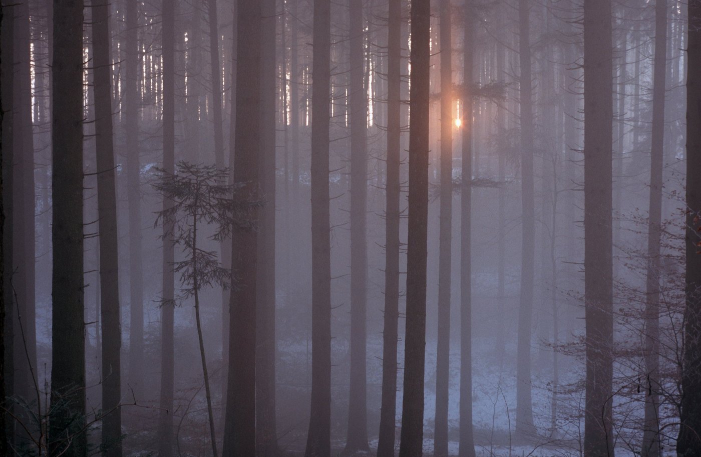 Viele Wälder in der Schweiz sind sehr dicht und dunkel, was lichtliebende Tier- und Pflanzenarten benachteiligt. (Bild Markus Bolliger / WSL)