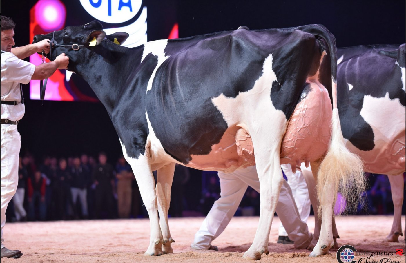 Reserve-Grand-Champion und Schöneutersiegerin: Hanna-Vray, Marc und Erhard Junker, Oscar und Eric Dupasquier, Iffwil BE. (Bild Cowsmo)