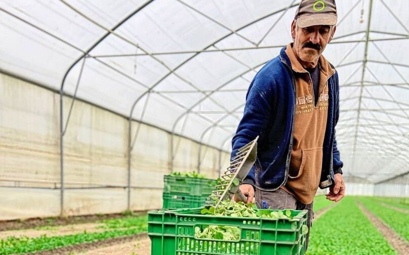 Die Ernte des Nüsslisalats erfolgt rückenschonend im Stehen mit einer speziellen Erntehilfe, die einem Rechen gleicht.  