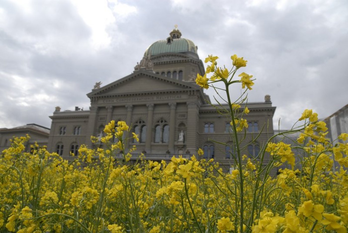 Raps vor dem Bundeshaus: Die Beko soll der Regierung in Landwirtschaftsfragen beraten. (Bild zVg)