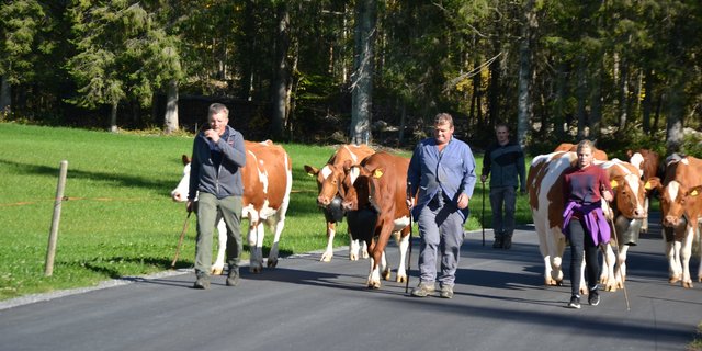 Herbzeit ist Viehschauzeit: So auch am Freitag im Kemmeribodenbad BE. (Bilder Peter Fankhauser)