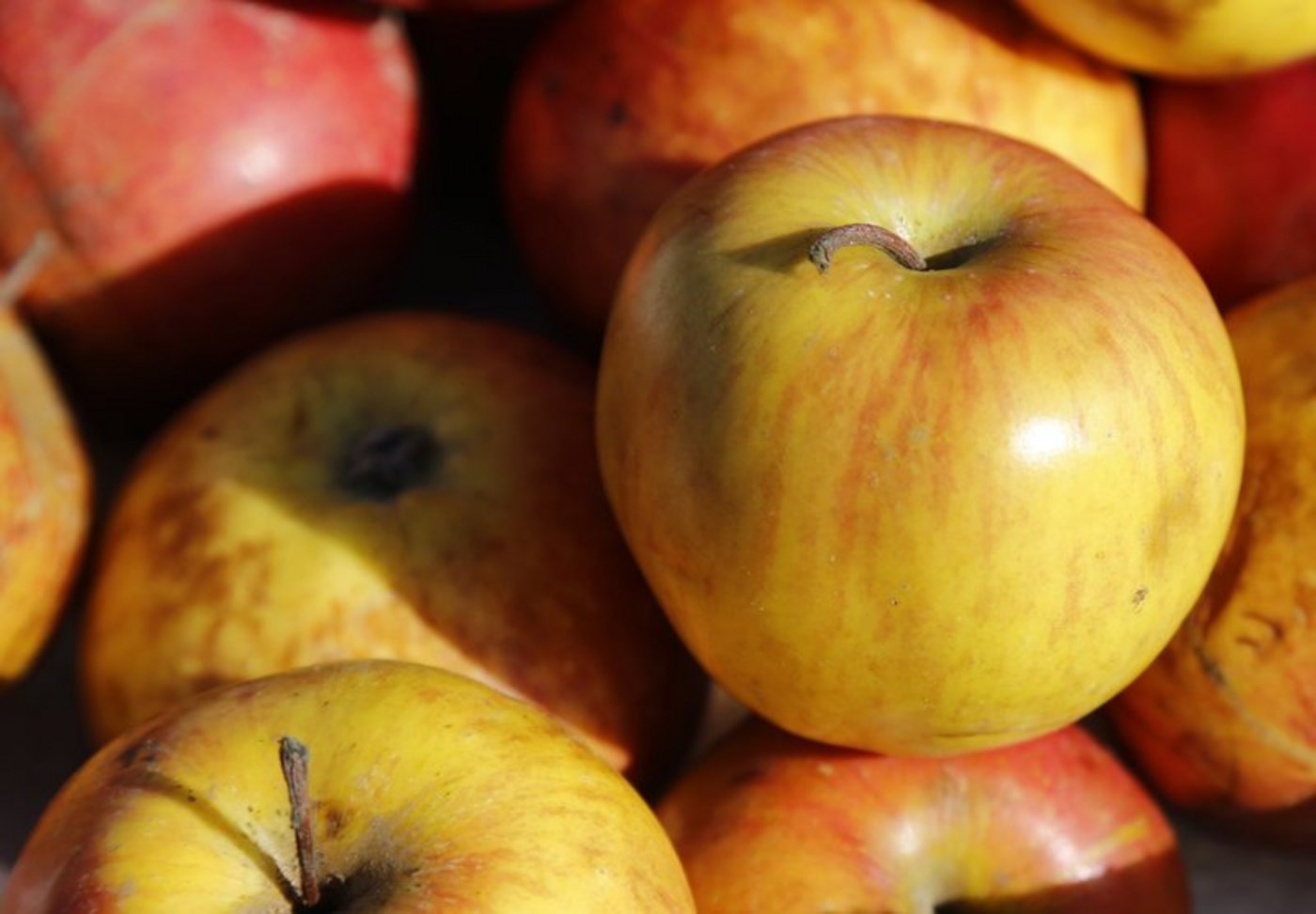 Ursprünglich wurde die Sorte Stadler Hagapfel genannt, doch Fructus fand durch einen molekularen Fingerabdruck heraus, dass es sich um zwei verschiedene Sorten handelt. Der Wehntaler Hagapfel ist robuster als die andere, äusserlich ähnliche Variante. (Bild lid=