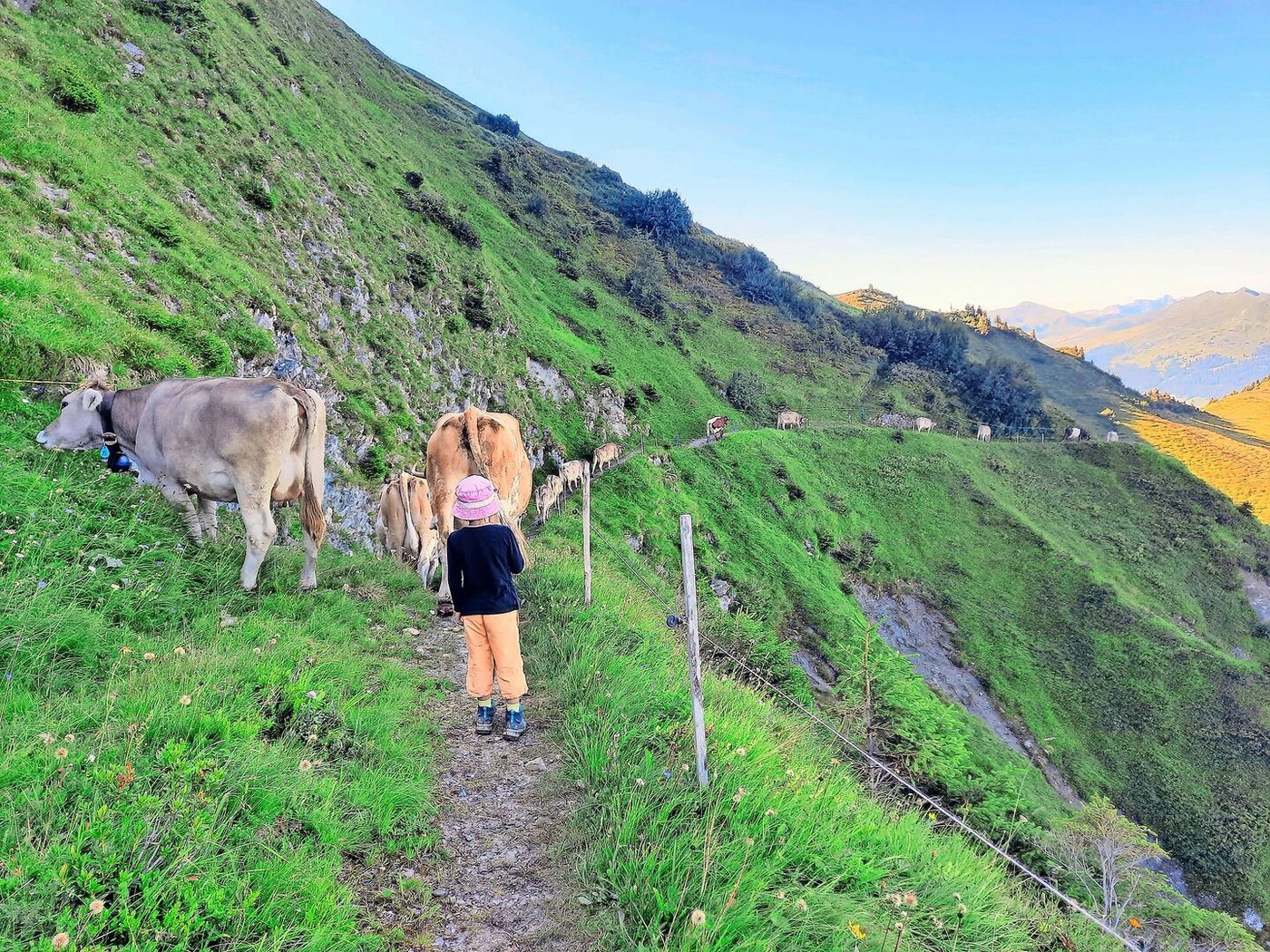 Einerkolonne und nur langsam treiben; die nächste Weide kann nur über einen schmalen Pfad erreicht werden.