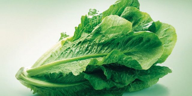 Der Lattich hat abgerundete, längliche, grüne Aussenblätter – die inneren Blätter sind zarter, weil sie weniger Sonnenlicht erhalten und dadurch auch eine etwas bleichere Farbe haben. (Bild VSGP)