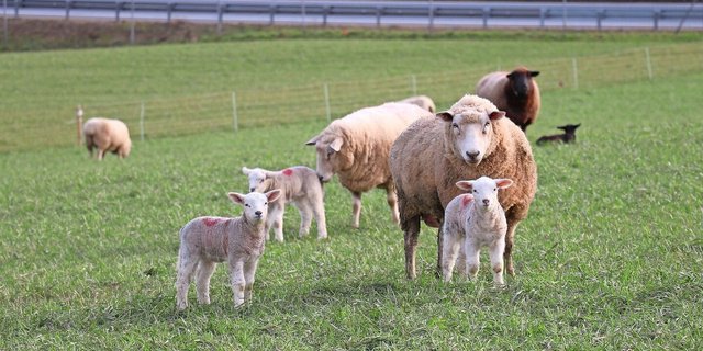 Die Ablammungssaison steht bevor. Während der Hochträchtigkeit gibt es bei der Fütterung einiges zu beachten, da sich diese auf Mutter- sowie Jungtiere auswirkt. 
