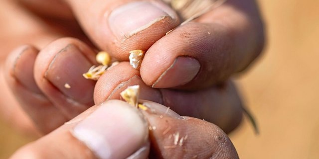 Wer nicht ins Korn schaut, zahlt später beim Trocknen doppelt.