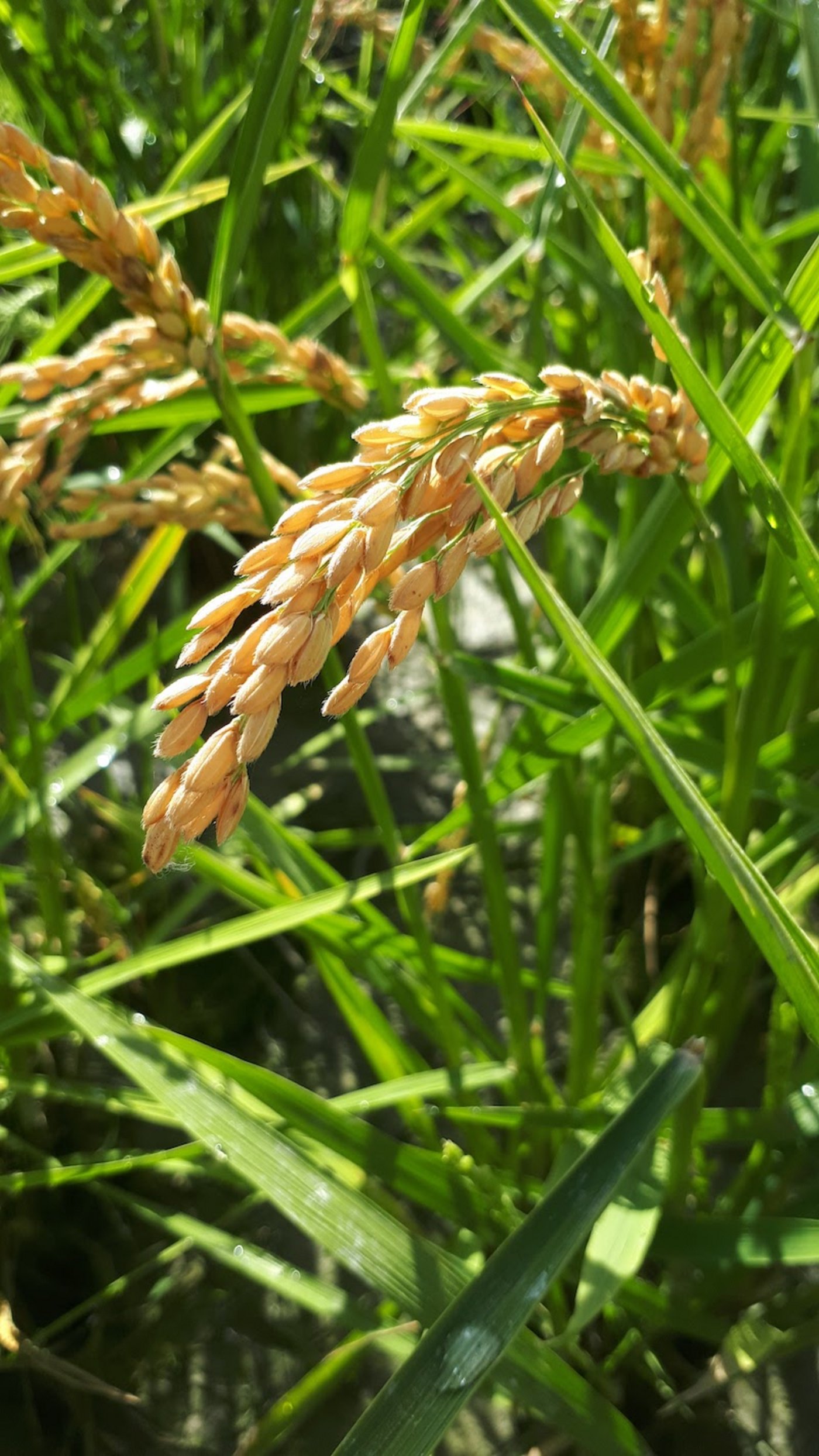 Reifer Reis Grenchner Witi.