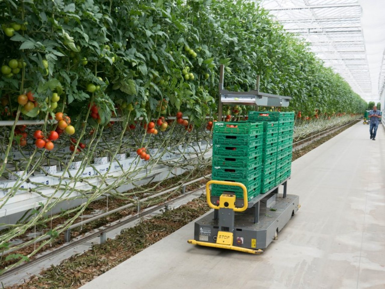 Die Transportwagen mit den frisch geernteten Tomaten fahren autonom zur Abpackstation. (Bild David Eppenberger)
