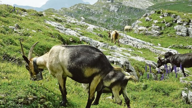 Kraftfutter sollte eine hohe Nährstoffdichte aufweisen, damit im Pansen genügend Platz für Raufutter übrig bleibt. 