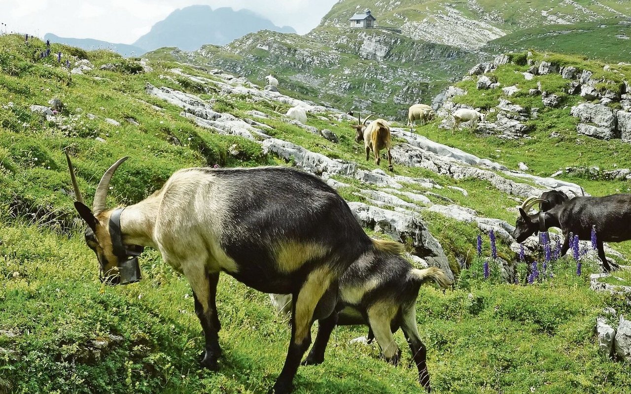 Kraftfutter sollte eine hohe Nährstoffdichte aufweisen, damit im Pansen genügend Platz für Raufutter übrig bleibt. 