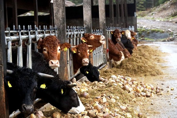 Rinder verwerten rund 50 % der Lebensmittel-Nebenprodukte in Form von Kraftfutter. (Bild Pixabay)