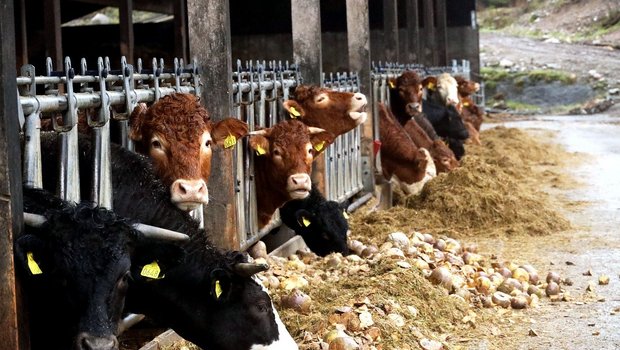 Rinder verwerten rund 50 % der Lebensmittel-Nebenprodukte in Form von Kraftfutter. (Bild Pixabay)