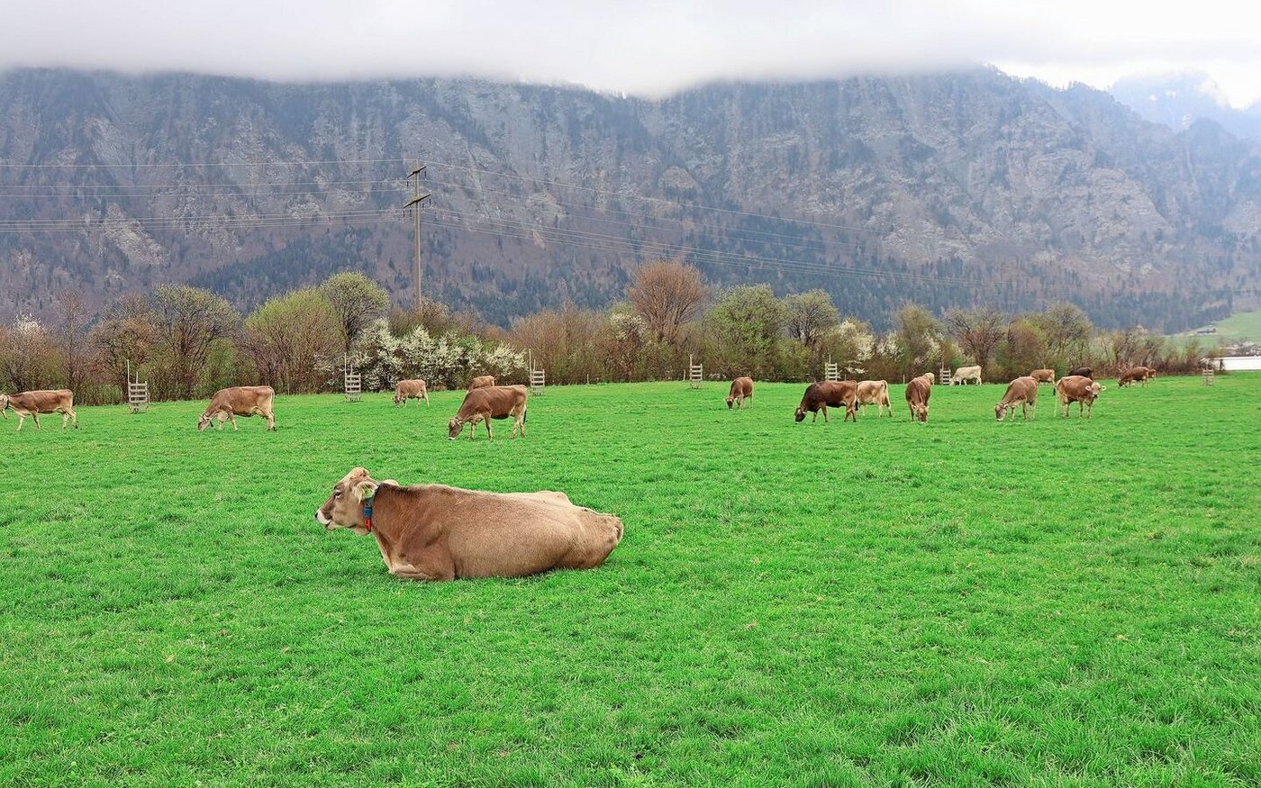 Die Kühe gehen zielstrebig auf die Weide. Erst wenn sie genügend gefressen haben, legen sie sich nieder, um wiederzukäuen