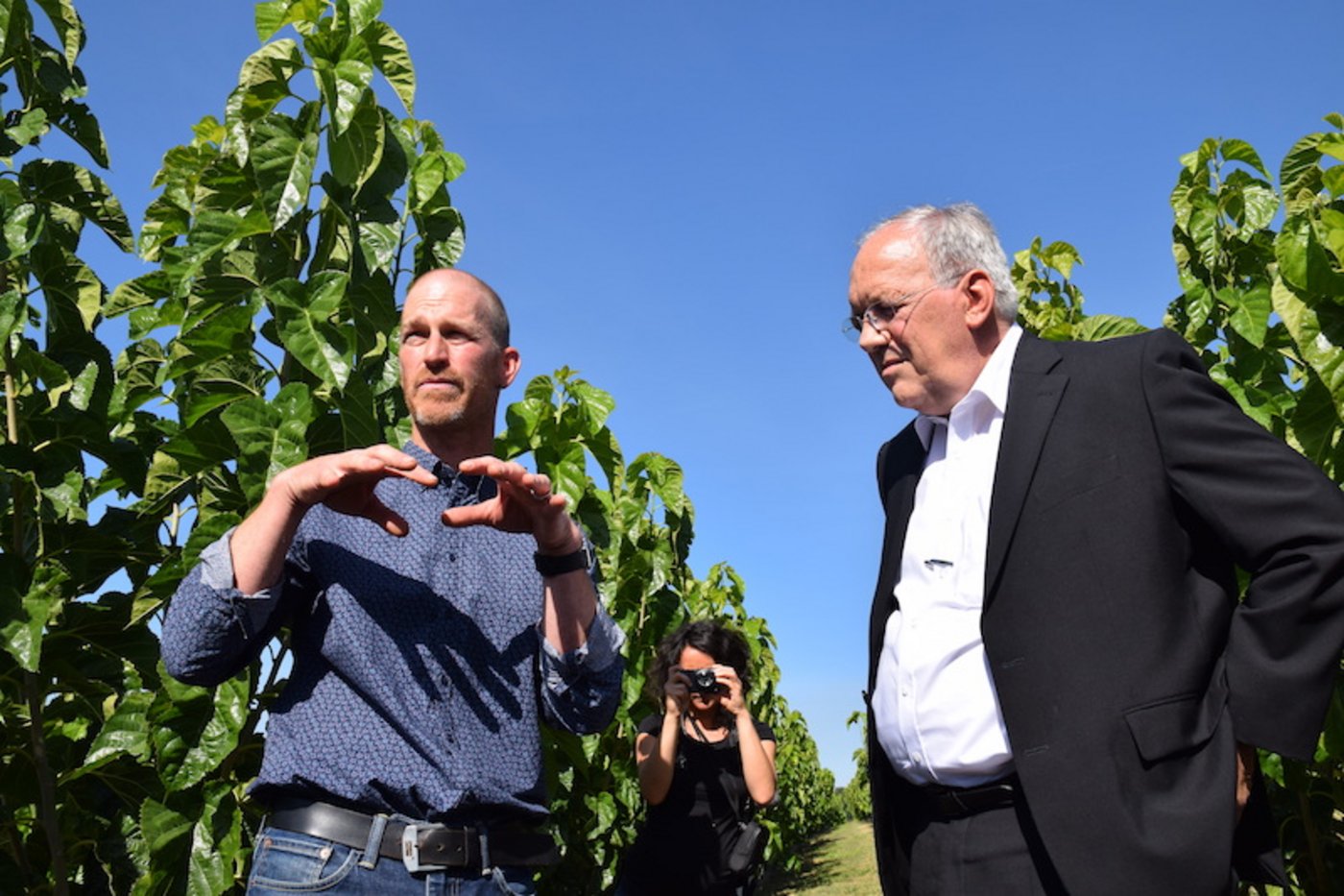 Das Futter für die Seidenraupen stammt von den hofeigenen Maulbeerbäumen. (Bild mos)