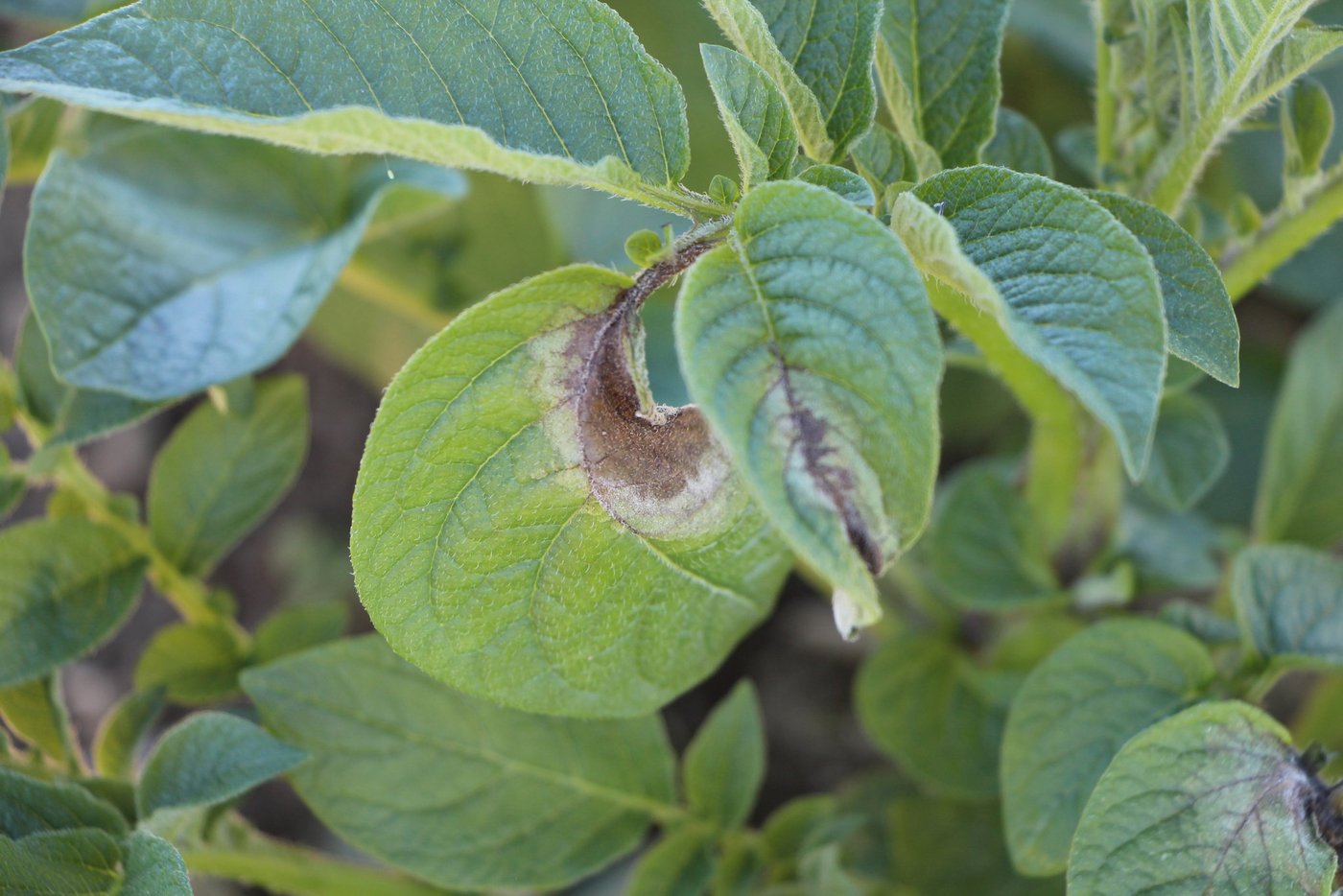 Im Seeland wurden erste Krautfäulebefälle entdeckt. Die Pilzkrankheit zeigt sich als grau-brauner oder bei Feuchtigkeit als weisser Pilzrasen an den Pflanzen. Krautfäule kann nur vorbeugend bekämpft werden. (Bild zVg)