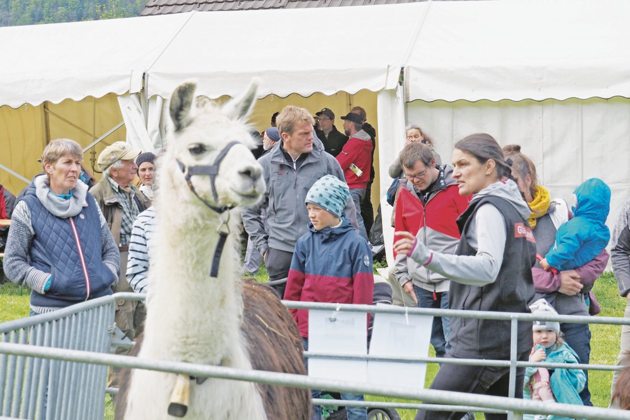 Das Lama als Herdenschutztier stiess auf grosses Interesse.