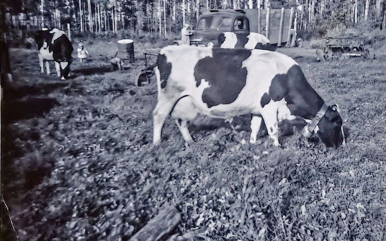 Die ersten Kühe auf der Farm der Familie Stamm. Im Hintergrund ist Helen zu sehen, die kleine Schwester der Autorin.