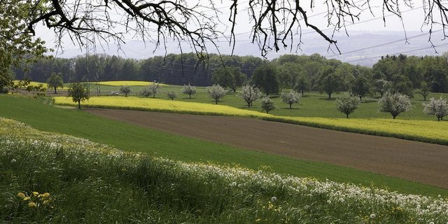 Vielfältige Fruchtfolgen wirken präventiv gegen Schadorganismen. (Bild ep)