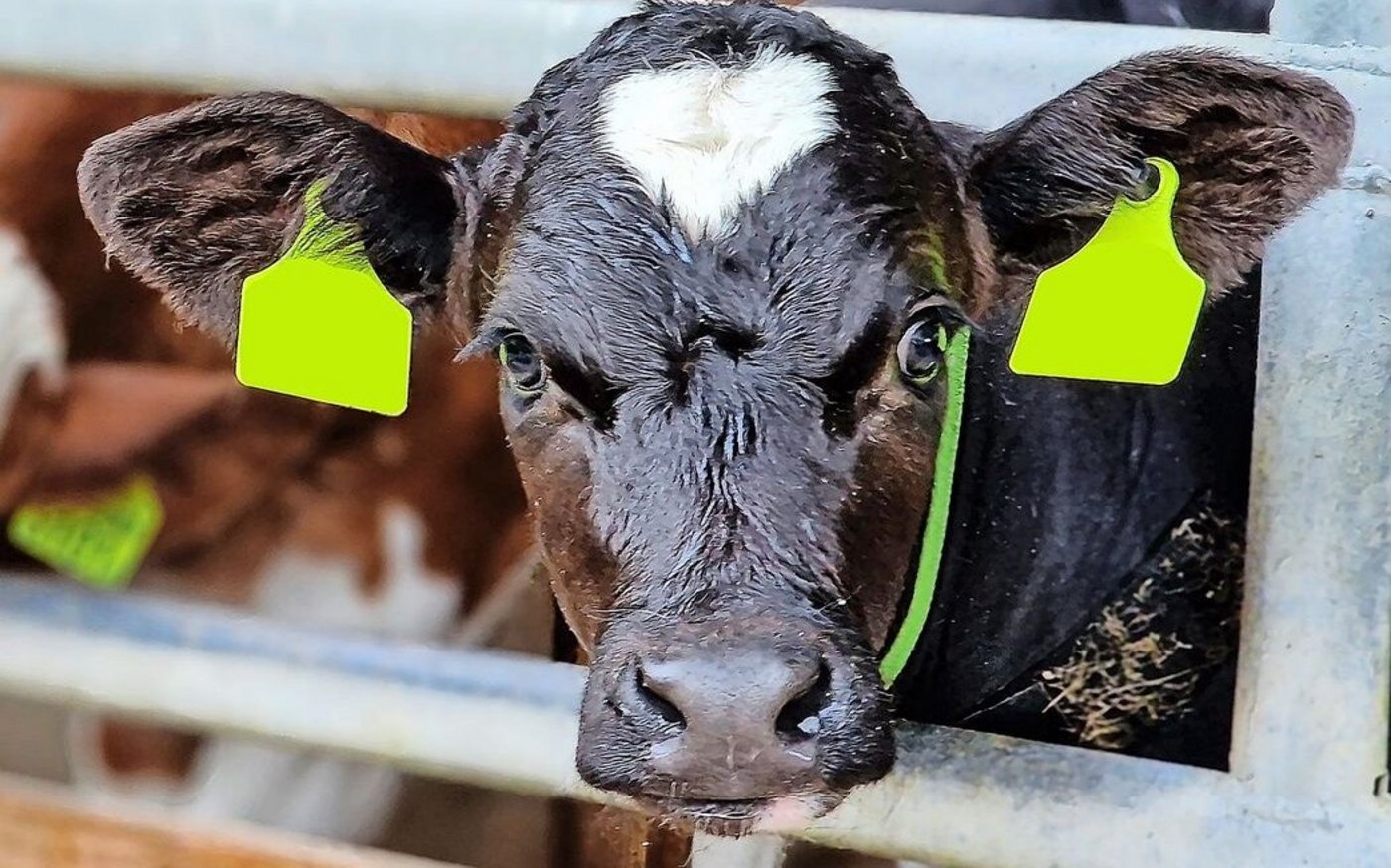 Im Jahr 2023 mussten die Mastbetriebe 360 000 antibiotische Behandlungen bei Kälbern vornehmen. Hauptursache sind Atemwegserkrankungen, gegen die ab dem 1. Juli geimpft werden muss.