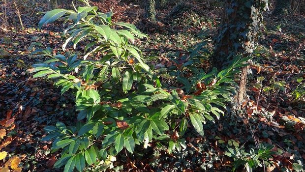 Vögel verschleppen die Beeren der Kirschlorbeeren Wald, wo der invasive Neophyt sich dann ausbreitet. (Bild BirdLife Schweiz)