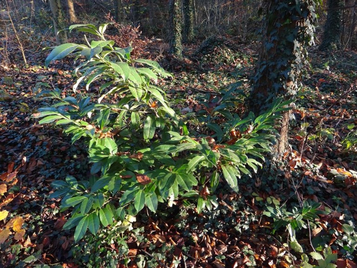Vögel verschleppen die Beeren der Kirschlorbeeren Wald, wo der invasive Neophyt sich dann ausbreitet. (Bild BirdLife Schweiz)