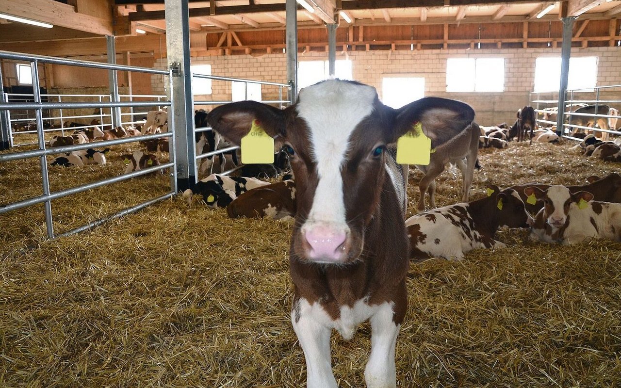 Die Zahl der gemästeten Kälber wie auch der Kälbermäster ist auch in der Innerschweiz rückläufig. 