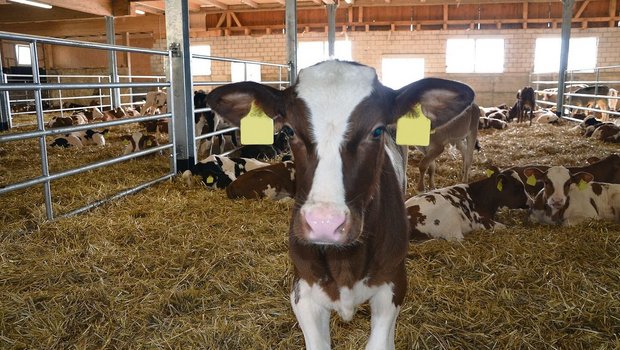 Die Zahl der gemästeten Kälber wie auch der Kälbermäster ist auch in der Innerschweiz rückläufig. 