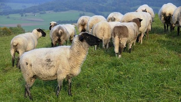 Durch Zucht sollen die Schafe bald weniger Methangasemissionen verursachen. (Symbolbild agrar-press)
