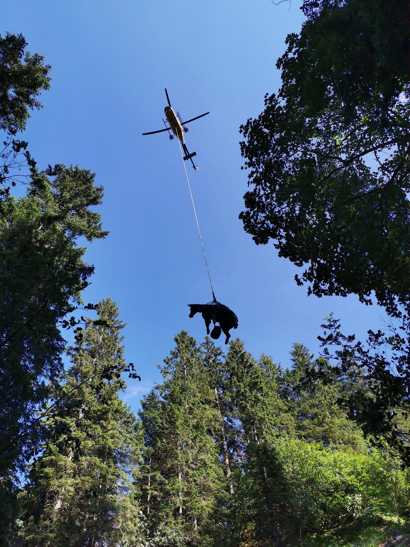 Rind 30 Rinder mussten per Helikopter aus dem Graben gerettet werden. 