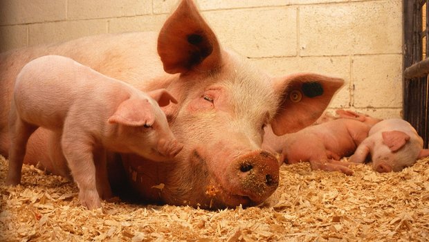 Die Klassische Schweinepest ist seit 1833 als Infektionskrankheit bekannt. (Symbolbild Pixabay)