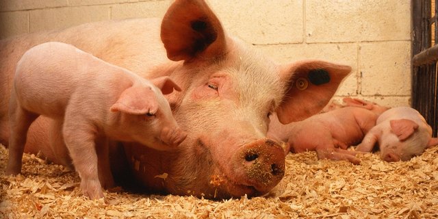 Die Klassische Schweinepest ist seit 1833 als Infektionskrankheit bekannt. (Symbolbild Pixabay)