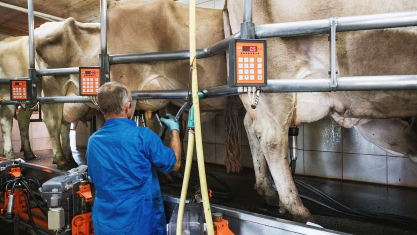 Die Direktkosten haben einen Anteil von 30 bis 40 Prozent an den Vollkosten der Milchproduktion. Sie können durch Verbesserungen in der Produktionstechnik kurzfristig beeinflusst werden. (Bild SMP)