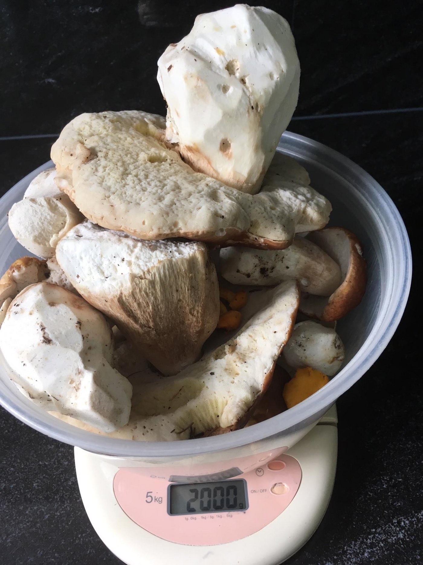 An den erlaubten Pilzsuchertagen sind 2 Kilogramm pro Person erlaubt. (Bild zVg)