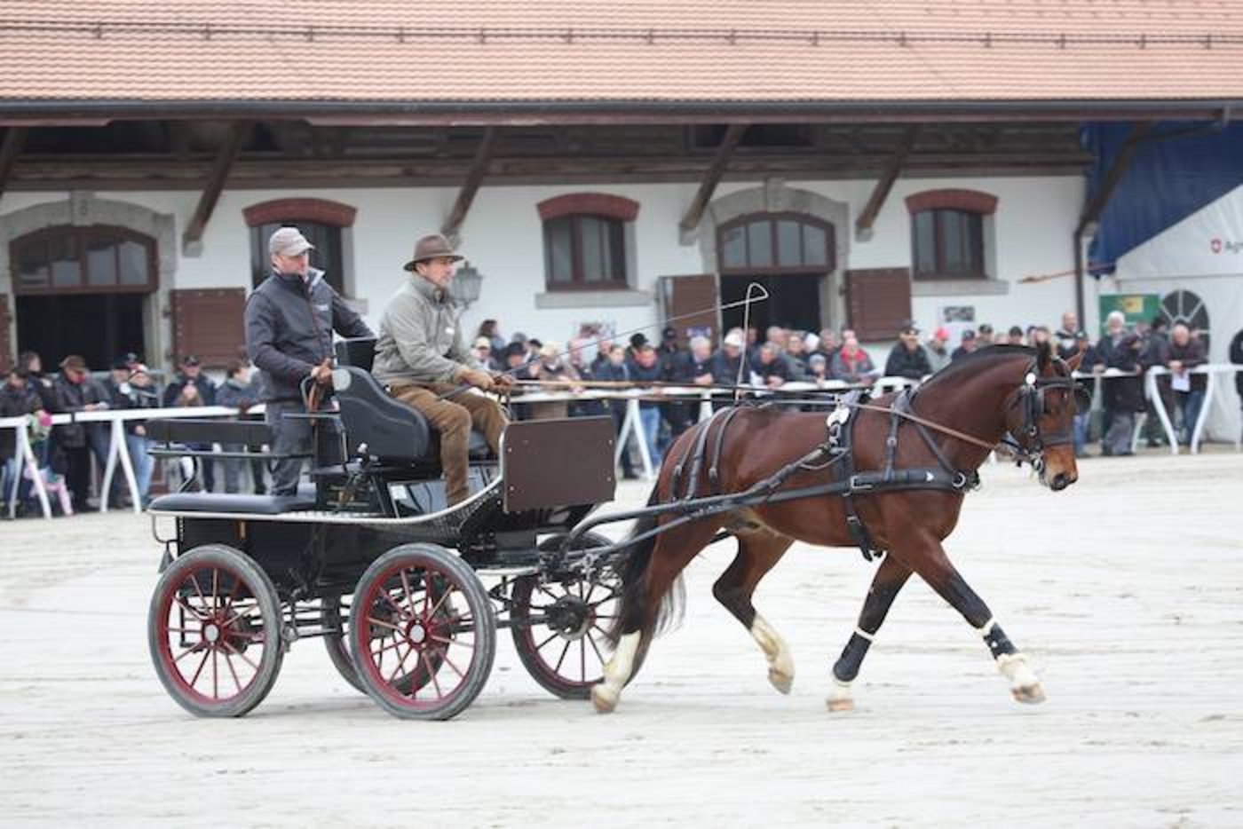 2.Rang geht an Naska (Neverland/Norway/Lidéal) von Pierre Koller aus Bellelay JU.