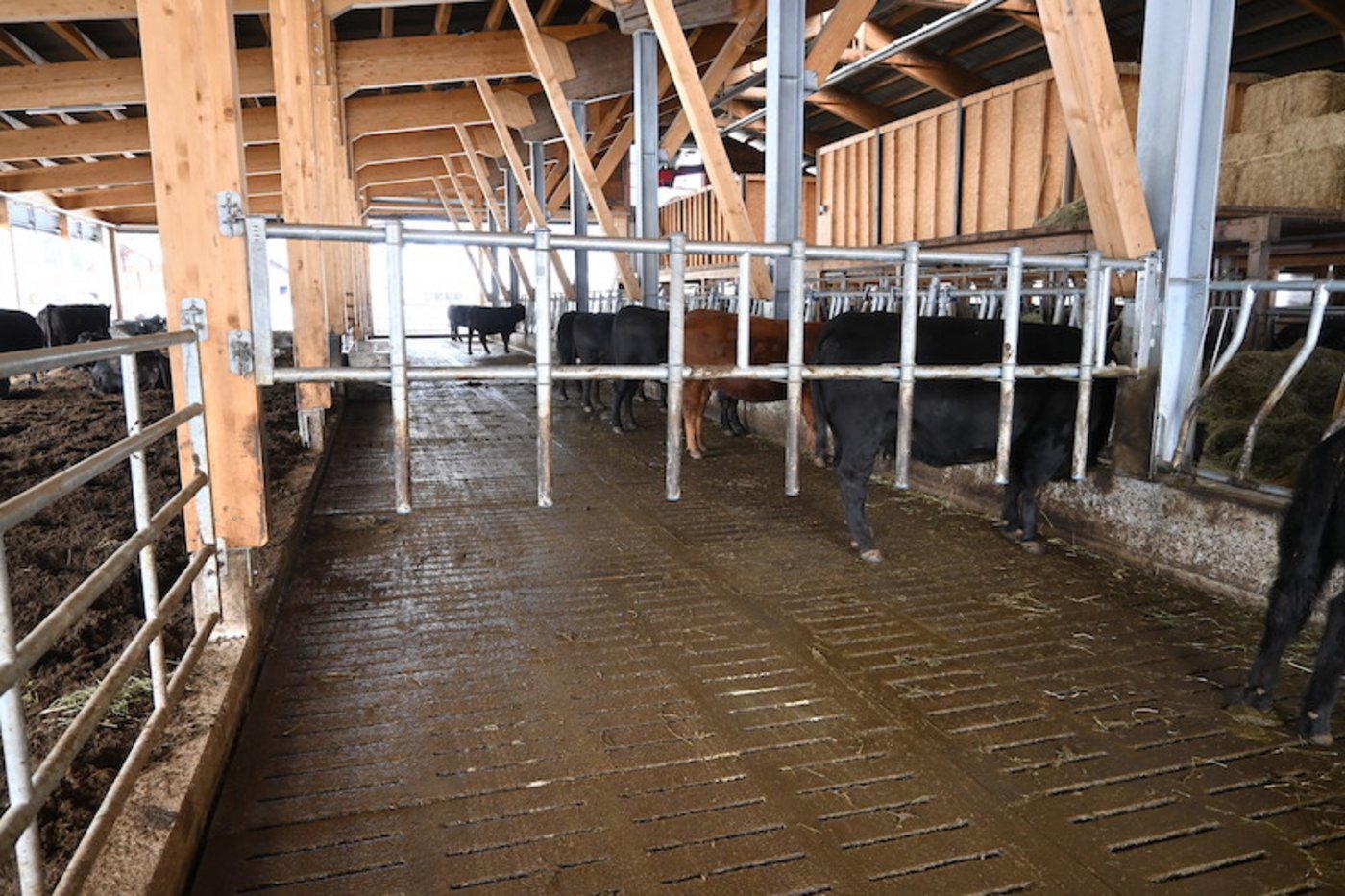 Dieses Absperrgitter zum Kälberschlupf hat David von Känel selber konstruiert. So kann der Mistschieberoboter problemlos unten durch fahren. 