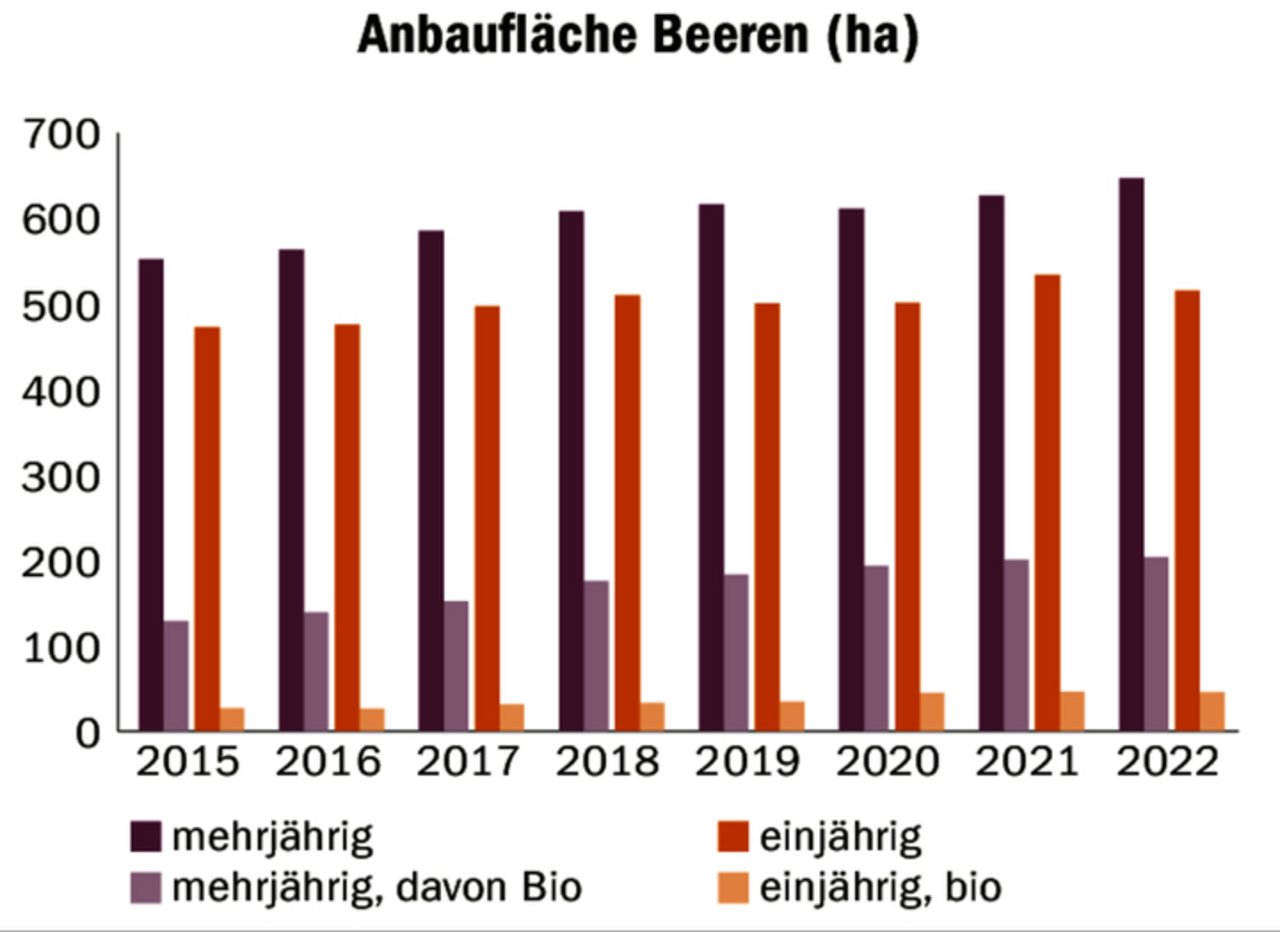 Von Jahr zu Jahr steigt die Anbaufläche von Beeren. Immer beliebter scheint der Anbau von mehrjährigen Beeren zu sein.